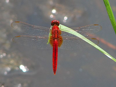 The Dragon Fly