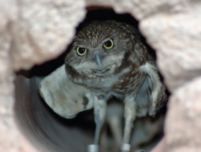 at the phoenix zoo