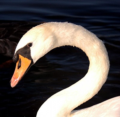 SWAN 2