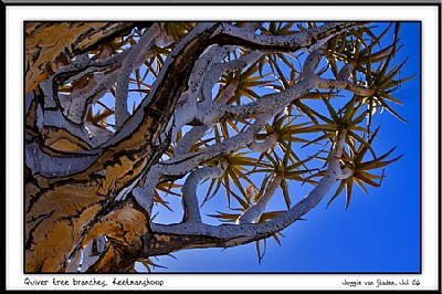 Branches