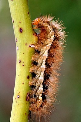 Caterpiller