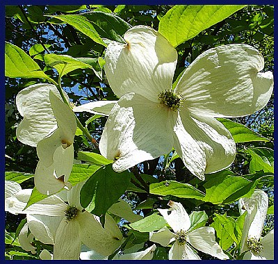 Dogwood