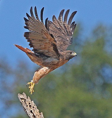 Banded Raptor