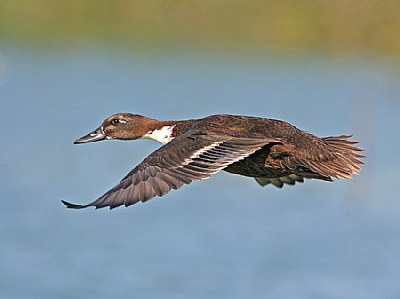 Mallard Mutation