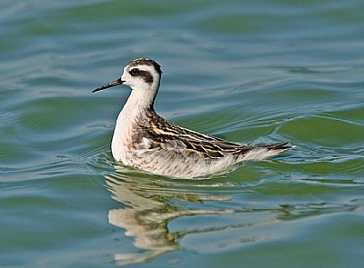 Red- Necked Phalarope