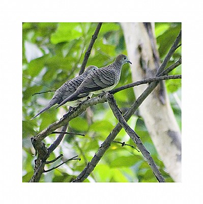 Zebra Doves