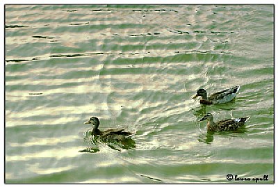 Trio of ducks