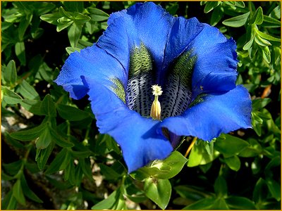 Gentian Blue