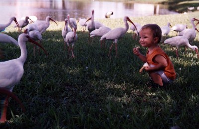 Feeding Ibises