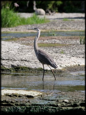 Head Wader