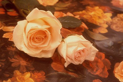 Creamy Peach Roses