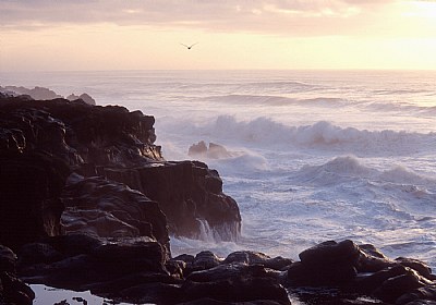 Boiler Bay Rocks