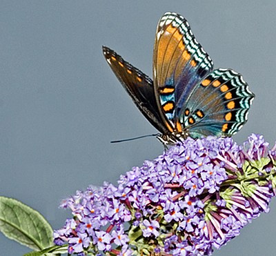 Red Spotted Purple