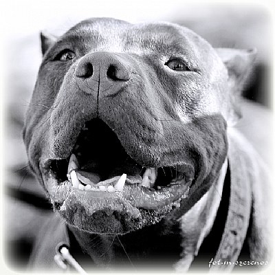 pit bull smile