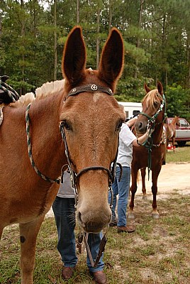 Yea, I Know, I Am Not A Horse!