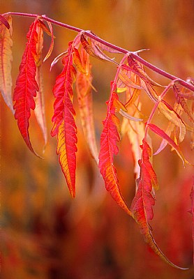 Staghorn Sumac Orange Leaves