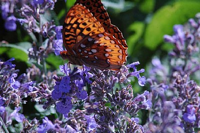 butterfly rest