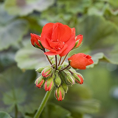 Geranium III