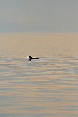 lone Loon