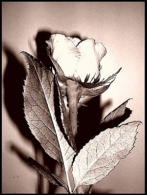 a rose in sepia...