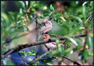 Just Feathered Friends