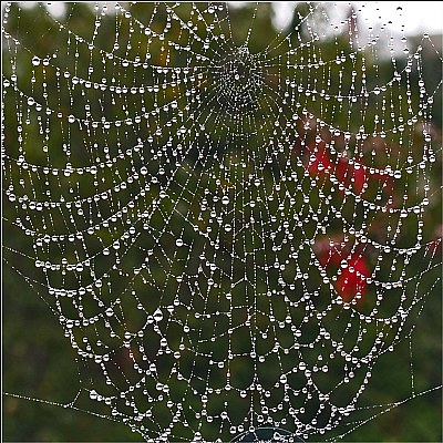 Spider's Web #2
