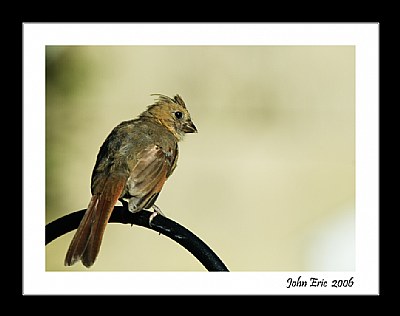 Female Cardinal 