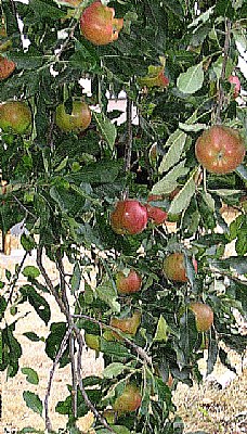 Apple Tree 