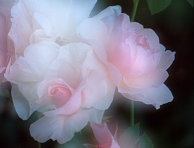 Softest Pink Roses