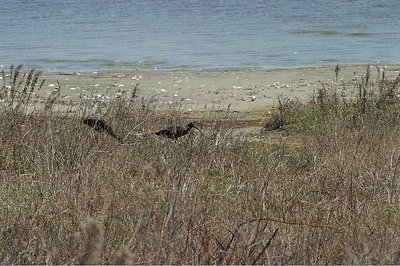 Glossy Ibis x 2