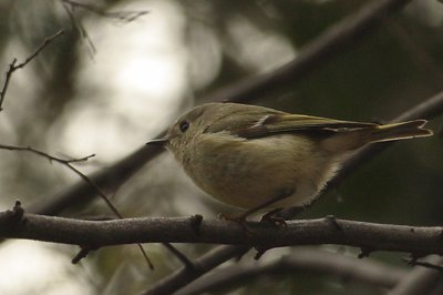 Ruby-Crowned Kinglet