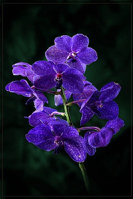 ---Orchids.Vanda.---