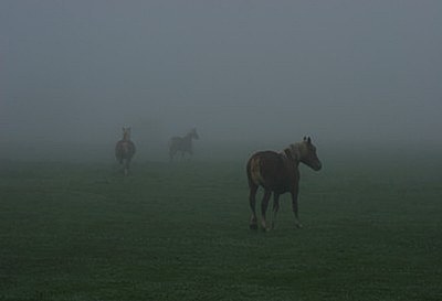into the fog