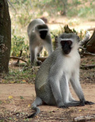 Vervet Monkey