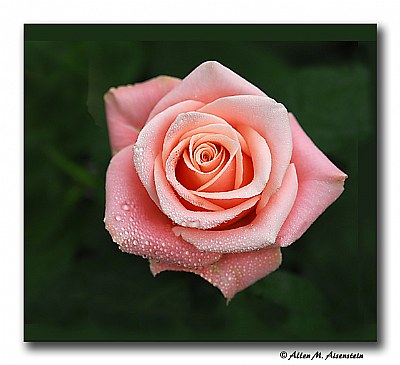 Longwood Rose (d619)