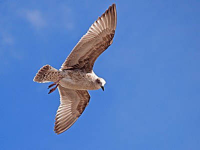 Gull In Flight