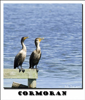 Cormorants