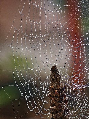 Spider's Web #3