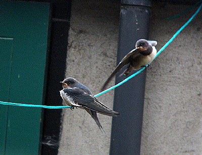 On the wire