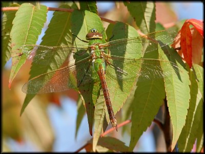 Green Dragon