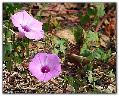 Wild morning glory