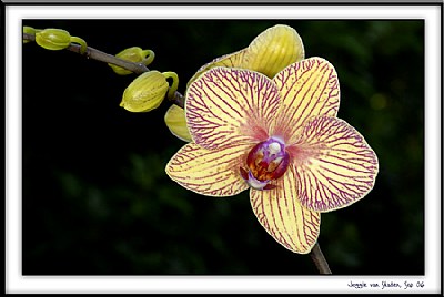 Orchid Splendour