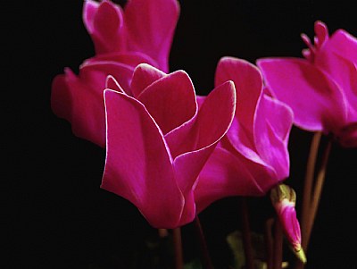 Flowers in Low Key