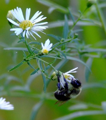 Bee