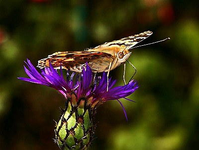 Butterfly Painted Lady