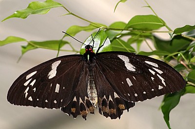 Male Birdwing Butterfly