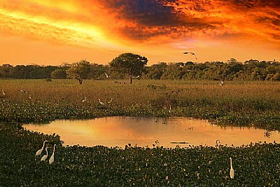 Pantanal