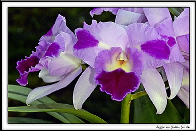 Orchid splendour 2