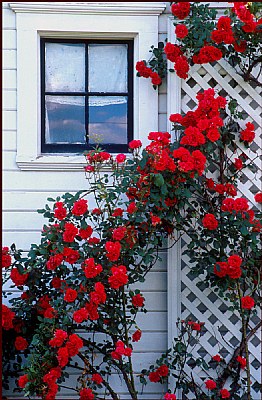 Carriage House Roses