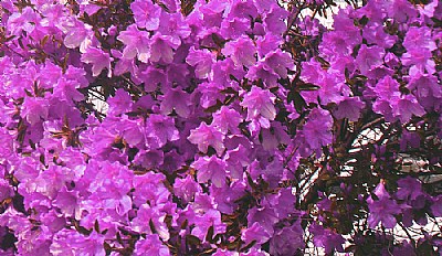 Different Azalea
